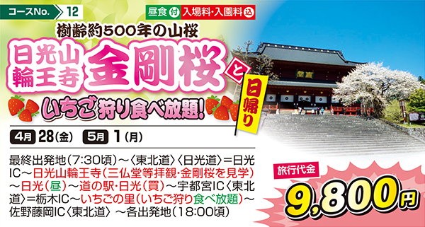 樹齢約500年の山桜 日光山輪王寺金剛桜といちご狩り食べ放題！（日帰り）