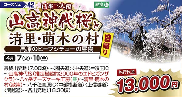 日本三大桜山高神代桜と清里・萌木の村　高原のビーフシチューの昼食（日帰り）