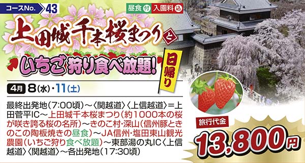 上田城千本桜まつりといちご狩り食べ放題！（日帰り）