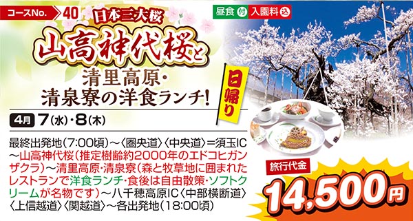 日本三大桜　山高神代桜と清里高原・清泉寮の洋食ランチ！（日帰り）
